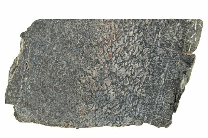 Dinosaur Bone (Gembone) Slice - Colorado #286446